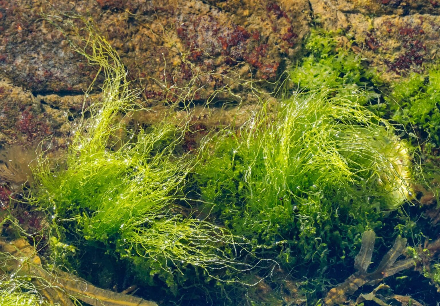 🌿 Enteromorpha (Green Algae) - seadom.com.cn