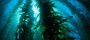 Brown seaweed species processed into Seadom seaweed extract