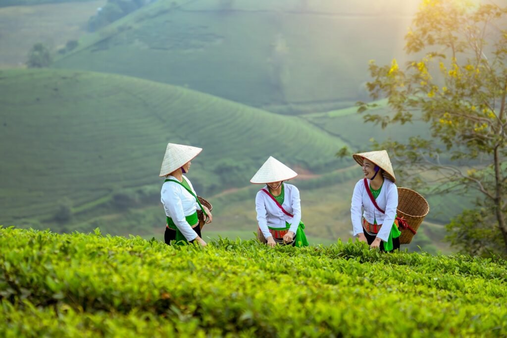 women, farmer, field, nature, agriculture, model, landscape, portrait, coffee, vietnam, forest