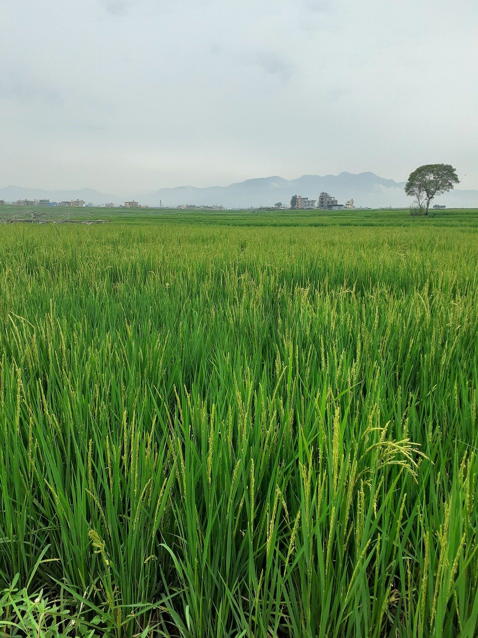 farmers, farming, farm, green farm, green farmer
