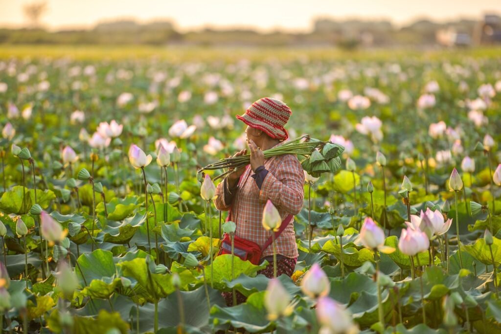 lotus flowers, cambodia, woman, farmer, field, cambodia, cambodia, farmer, farmer, farmer, farmer, farmer