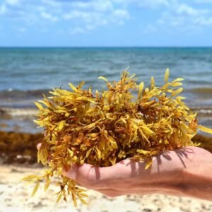 Sargassum seaweed, one of the brown algae species used in seaweed fertilizer