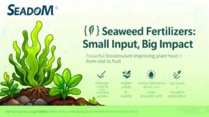 Small application of seaweed fertilizer delivering a visible yield response